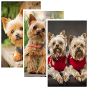 Silky Terrier Live Wallpaper 4.0 Icon