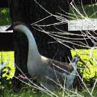 Gray Chinese Goose