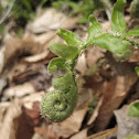 Christmas Fern