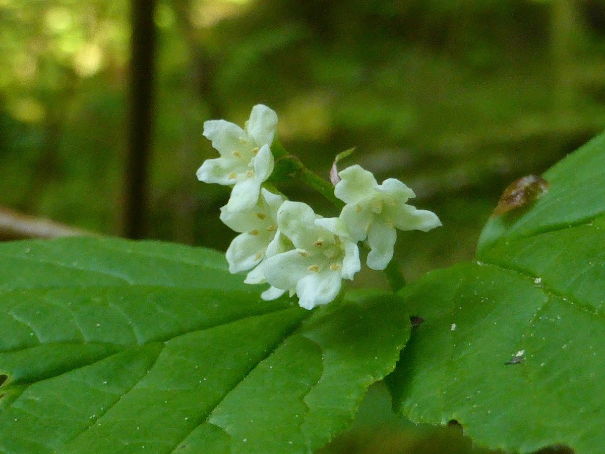 High Bush Cranberry