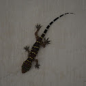 Gunther's Indian Gecko