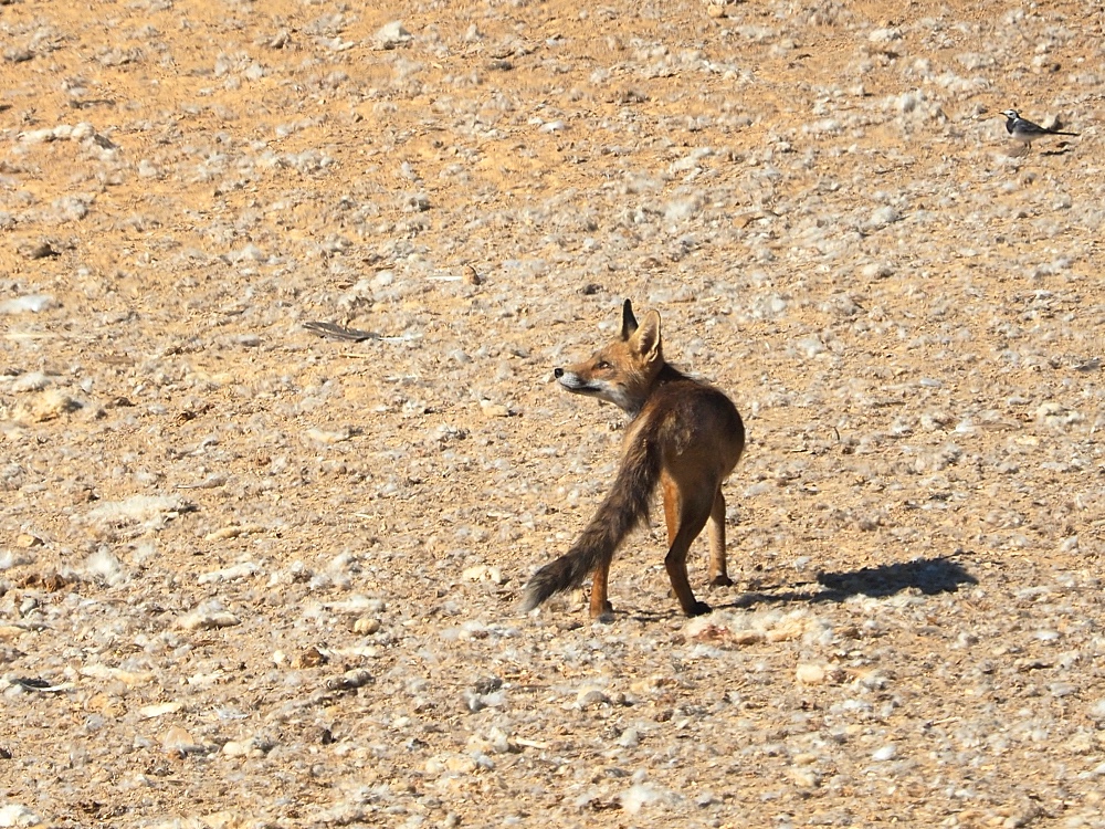 Zorro rojo (Red fox)