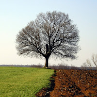 In terra di Siena di 