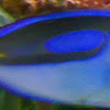 Blue Tang