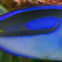 Blue Tang