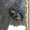 Ground Beetle