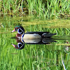 Wood duck