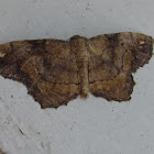 Geometrid Moth