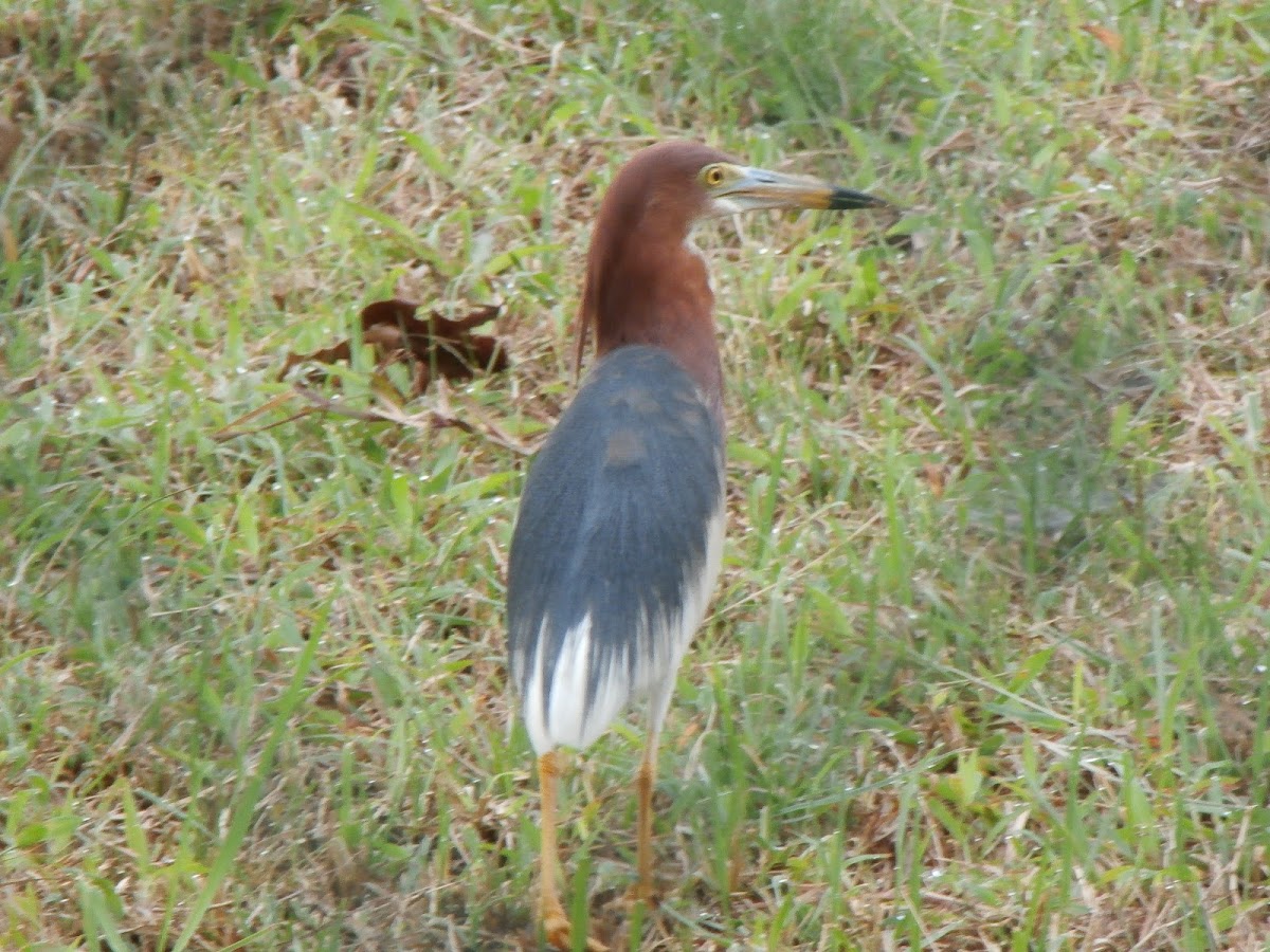 Chinese Pond Heron