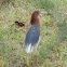 Chinese Pond Heron