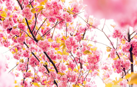 Cherry Blossom Wallpaper New Tab small promo image