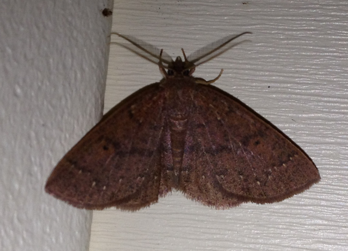 Black-dotted Ruddy Moth