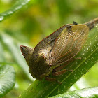 Tree hopper