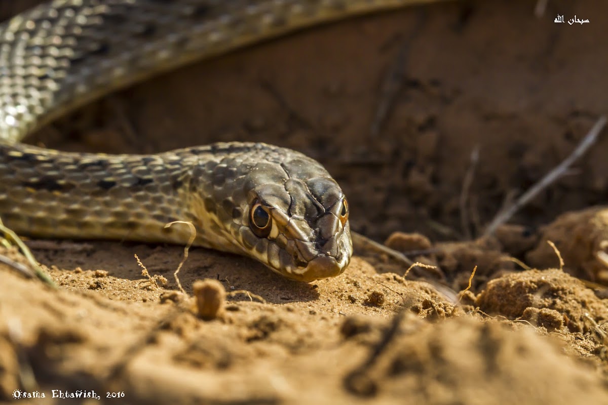 Montpellier snake