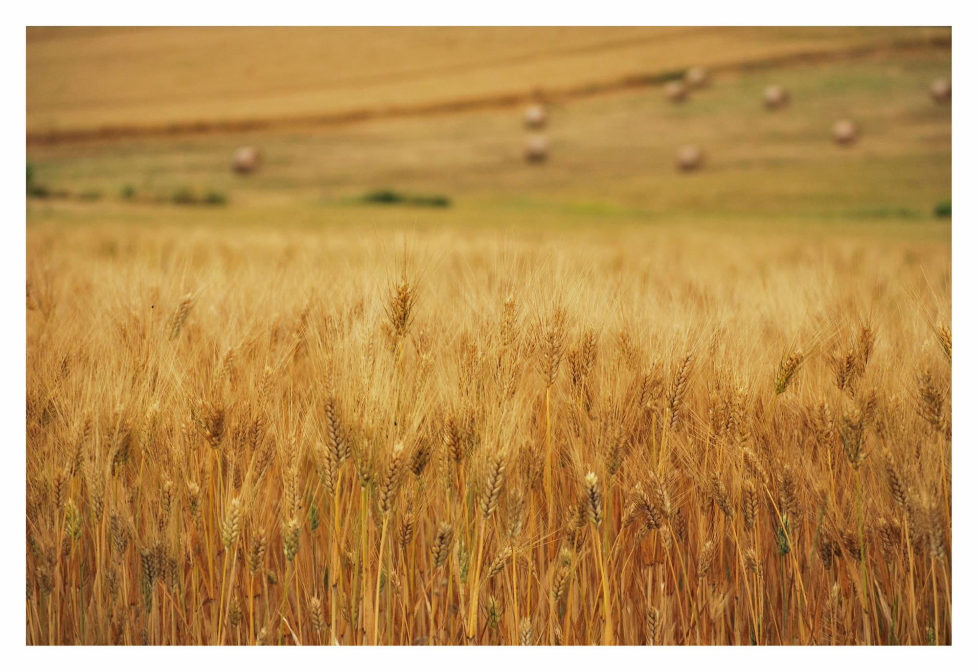 Campi di grano a Giugno di Teresina2013