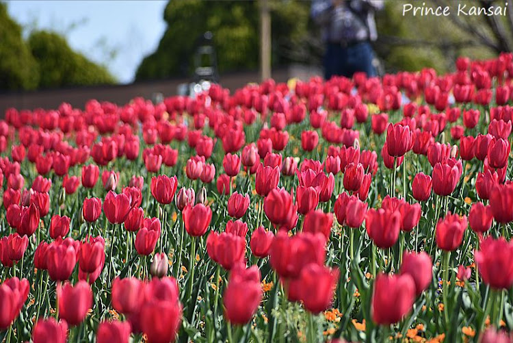 ステップワゴンの鶴見緑地公園・チューリップとネモフィラ・INTENTION ZERO・USバン風・季節の花はチューリップとネモフィラに関するカスタム事例の投稿画像5枚目