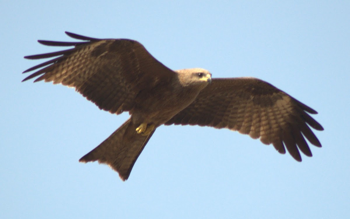 Black Kite or Pariah Kite