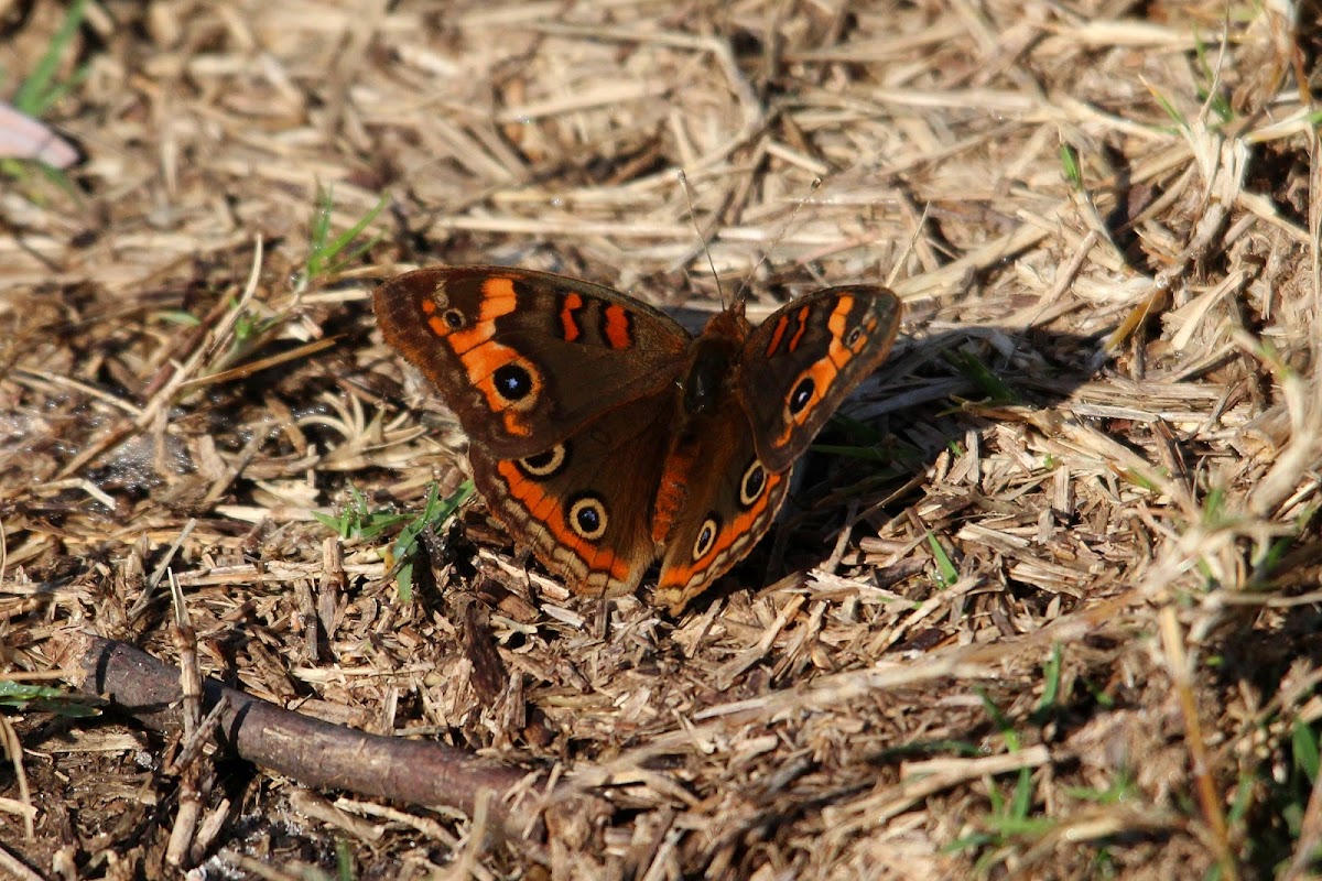 Mangrove Buckeye