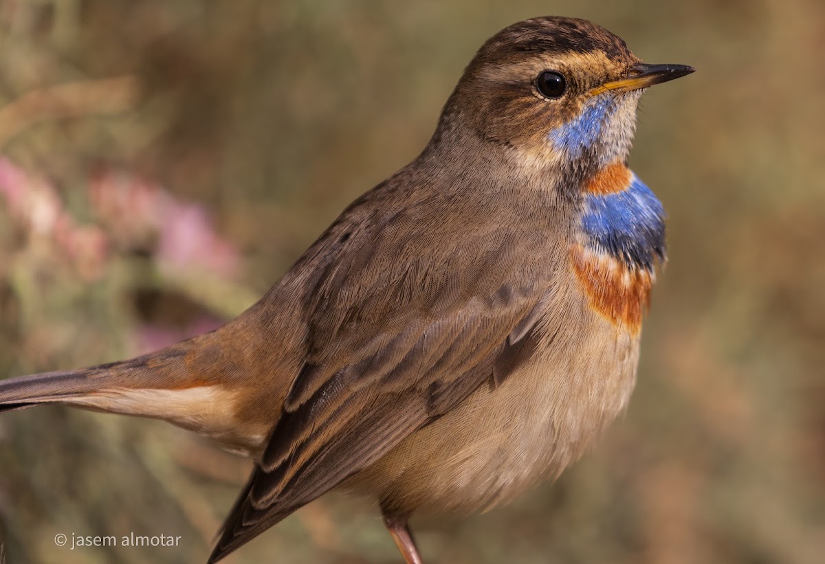 Red-spotted bluethroat