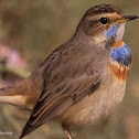 Red-spotted bluethroat