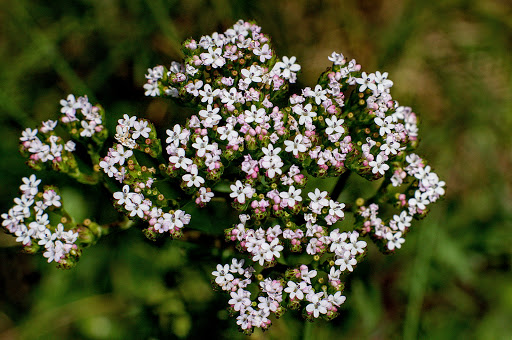 Centranthus calcitrapae