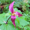 Pacific trillium