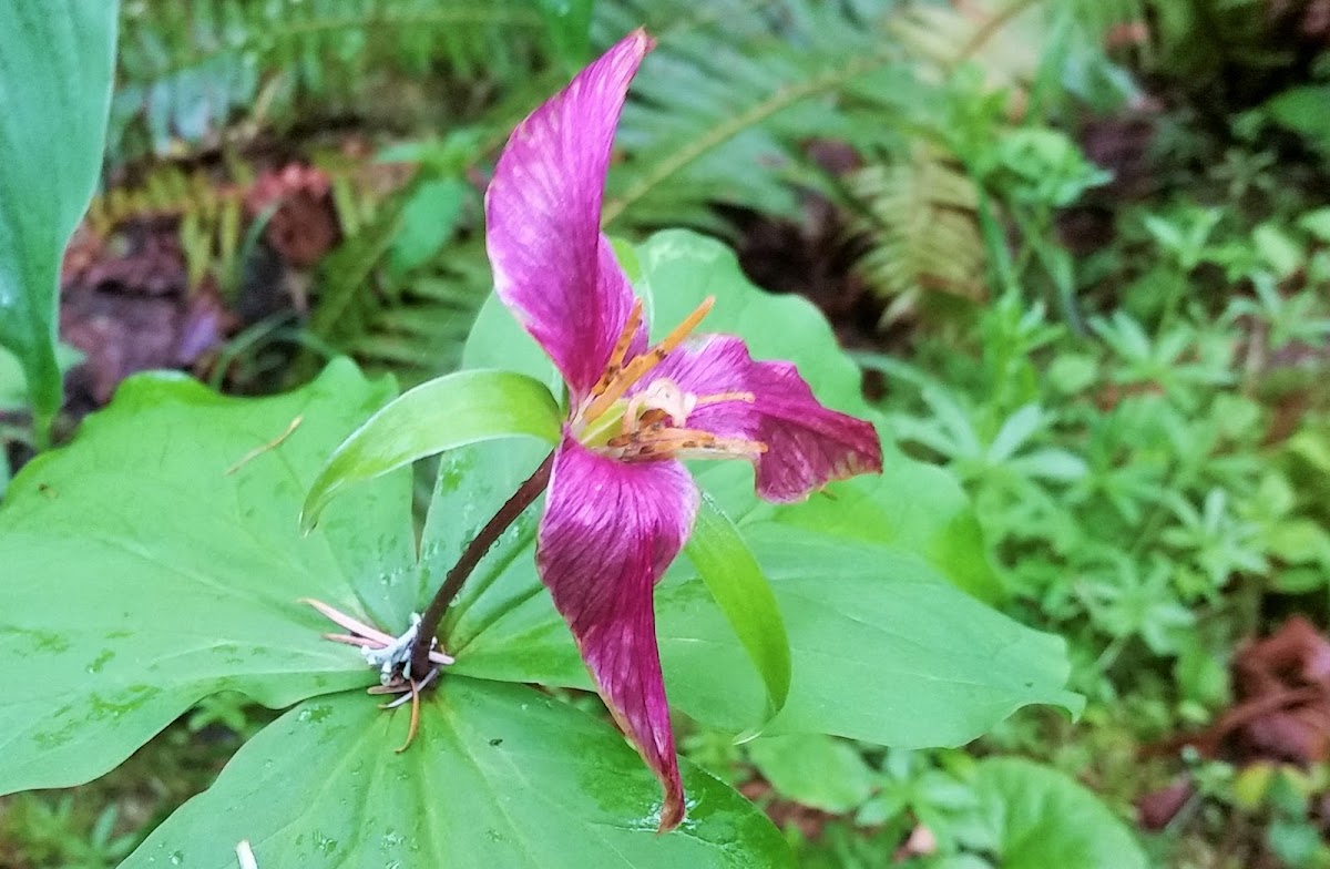 Pacific trillium