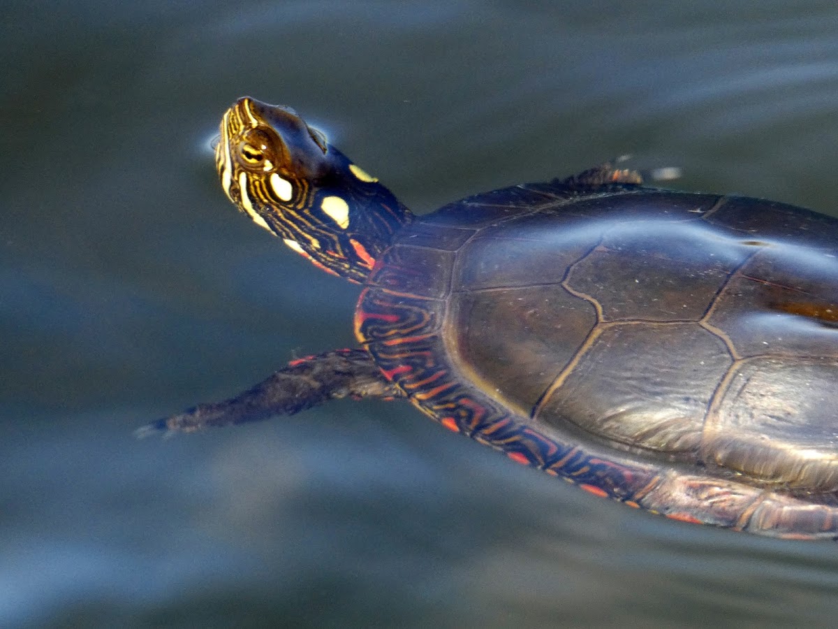 Midland Painted Turtle