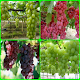 Download Grape Cultivation For PC Windows and Mac 1.0