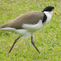 Masked Lapwing