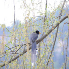 Yellow-billed blue magpie