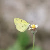 Common Grass Yellow