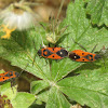 Seed Bug