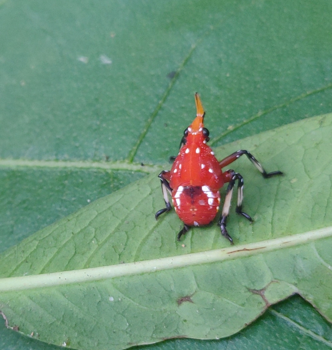 Lanternbug (Nymph)