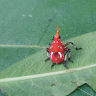 Lanternbug (Nymph)