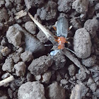 Soldier Beetle