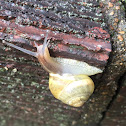 Snail