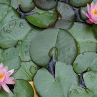 fiori sull'acqua di eugeniatempesta