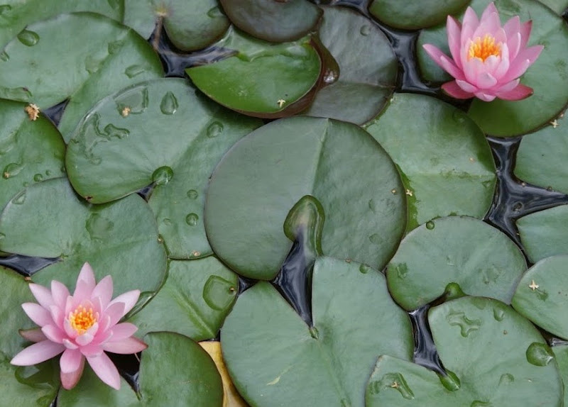 fiori sull'acqua di eugeniatempesta