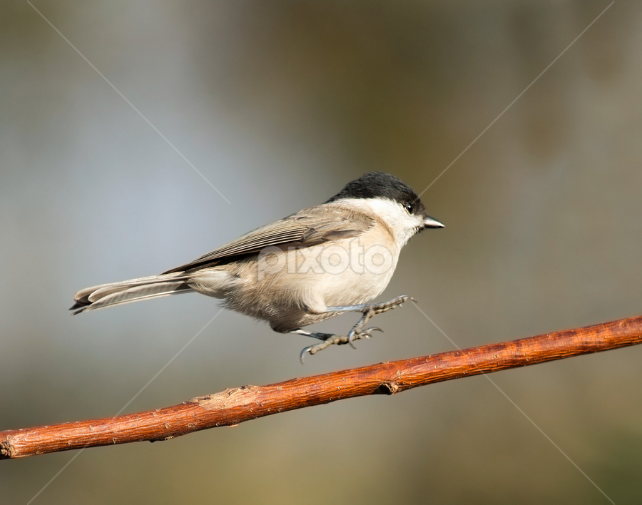 Parus palustris by Dragomir Taborin - Animals Birds