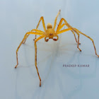 Yellow Lynx Spider