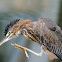 Green Heron