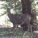 Mule deer