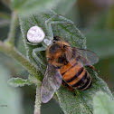 Crab spider with Honey bee