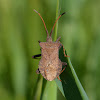 Dock Bug