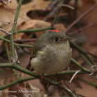 Ruby-crowned Kinglet