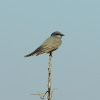 Cassin's Kingbird