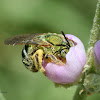 Sweat bee