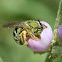 Sweat bee