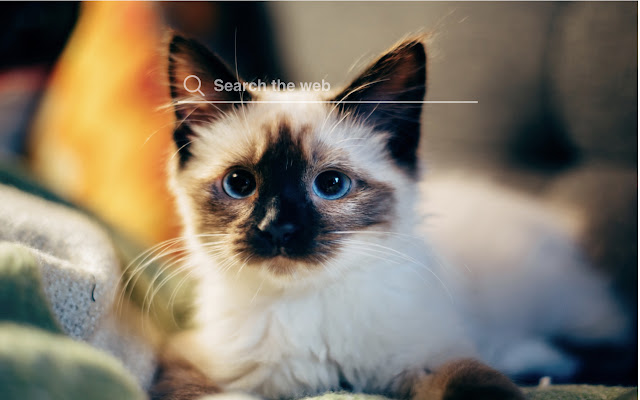 Siamese Cat and Kitten HD Wallpapers Theme